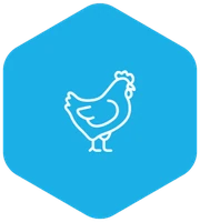 Aves